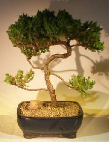 Juniper Bonsai Tree - Trained <br><i></i>(juniper procumbens nana) 