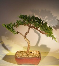 Juniper Bonsai Tree - Trained <br><i></i>(juniper procumbens nana) 