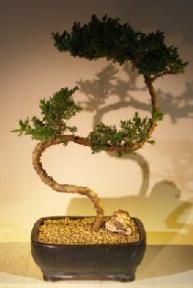 Juniper Bonsai Tree - Trained <br><i></i>(juniper procumbens nana) 