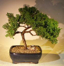 Juniper Bonsai Tree - Trained <br><i></i>(juniper procumbens nana) 