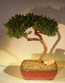 Juniper Bonsai Tree - Trained <br><i></i>(juniper procumbens nana) 