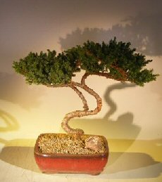 Juniper Bonsai Tree - Trained <br><i></i>(juniper procumbens nana) 