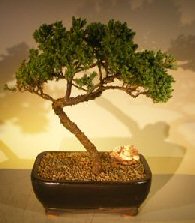 Juniper Bonsai Tree - Trained <br><i></i>(juniper procumbens nana) 