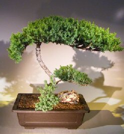 Juniper Bonsai Tree - Trained <br><i></i>(juniper procumbens nana) 