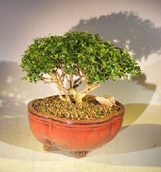 Japanese Kingsville Boxwood Bonsai Tree<br><i>(buxus microphylla compacta)</i>