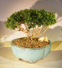 Japanese Kingsville Boxwood Bonsai Tree<br><i>(buxus microphylla compacta)</i>