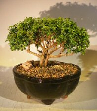 Japanese Kingsville Boxwood Bonsai Tree<br><i>(buxus microphylla compacta)</i>