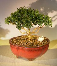 Japanese Kingsville Boxwood Bonsai Tree<br><i>(buxus microphylla compacta)</i>