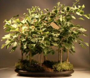 Ginkgo Bonsai Tree<br><i>(ginkgo biloba)</i>