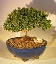 Japanese Kingsville Boxwood Bonsai Tree<br><i>(buxus microphylla compacta)</i>