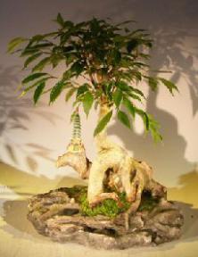 Oriental Ficus Bonsai Tree<br><i></i>Stone Landscape Scene<br><i>(ficus benjamina 'orientalis')</i>