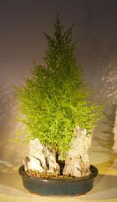 Lemon Cypress Bonsai Tree<br>Stone Landscape Scene<br><i>(cupressus macrocarpa)</i> 