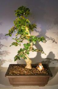 Flowering Fukien Tea Bonsai Tree<br>Curved Trunk & Tiered Branching<br><i>(ehretia microphylla)</i> 
