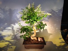 Flowering Ligustrum Bonsai Tree<br><i></i>Curved Trunk & Tiered Branching Style<br><i></i>(ligustrum lucidum)