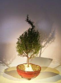 Flowering Rosemary Bonsai Tree <br><i>(rosmarinus officinalis)</i>