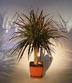 Dracena Bonsai Tree<br>Braided Trunk<br><i>(Dracena Marginata)</i>