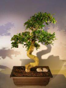 Flowering Fukien Tea Bonsai Tree<br><i></i>(ehretia microphylla)