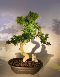 Flowering Fukien Tea Bonsai Tree<br><i></i>(ehretia microphylla)