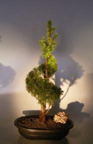 Dwarf Alberta Spruce Bonsai Tree<br>Spiraled Trunk<br><i>(Picea Glauca Conica)</i>