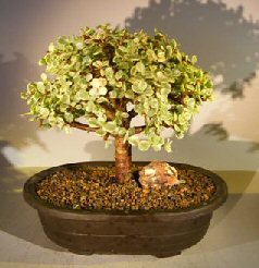 Baby Jade Bonsai Tree - Variegated<br><i> (portulacaria afra variegata)</i>