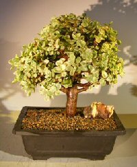 Baby Jade Bonsai Tree - Variegated<br><i> (portulacaria afra variegata)</i>