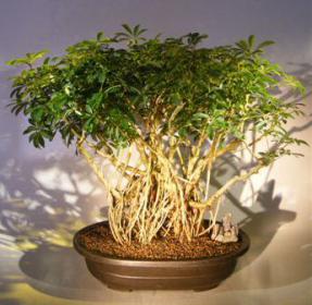 Hawaiian Umbrella Bonsai Tree<br><i></i>Banyan Style<br><i></i>(arboricola schfflera)