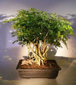 Hawaiian Umbrella Bonsai Tree<br><i></i>Banyan Style<br><i></i>(arboricola schfflera)