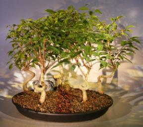 Oriental Ficus Bonsai Tree<br><i>Five (5) Tree Forest Group With Coiled Trunk<br><i>(ficus orientalis)</i>
