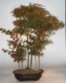 Japanese Red Maple Bonsai Tree<br><i>(acer palmatum 'shaina')</i>