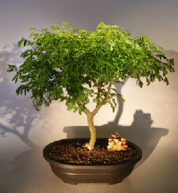 Flowering Brazilian Raintree Bonsai Tree<br><i>(pithecellobium tortum)</i>