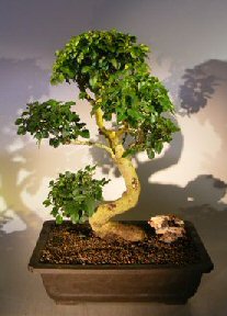 Flowering Ligustrum Bonsai Tree<br><i></i>Curved Trunk & Tiered Branching Style<br><i></i>(ligustrum lucidum)