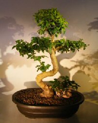 Flowering Ligustrum Bonsai Tree<br><i></i>Curved Trunk & Tiered Branching Style<br><i></i>(ligustrum lucidum)