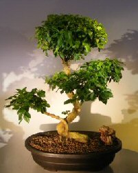 Flowering Ligustrum Bonsai Tree<br><i></i>Curved Trunk & Tiered Branching Style<br><i></i>(ligustrum lucidum)