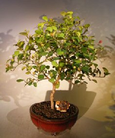 Mistletoe Fig Bonsai Tree<br><i></i>(ficus diversifolia)