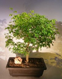 Flowering Brazilian Raintree Bonsai Tree<br><i>(pithecellobium tortum)</i>