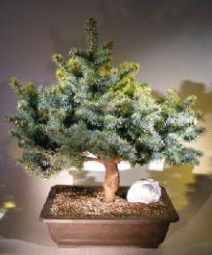 Colorado Blue Spruce Bonsai Tree<br><i>(picea pungens 'Globosa')</i>