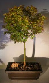 Dwarf Japanese Maple Bonsai Tree<br><i>(acer palmatum 