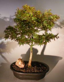 Dwarf Japanese Maple Bonsai Tree<br><i>(acer palmatum 