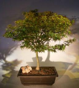 Dwarf Japanese Maple Bonsai Tree<br><i>(acer palmatum 