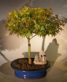 Dwarf Japanese Maple Bonsai Tree<br><i>(acer palmatum 