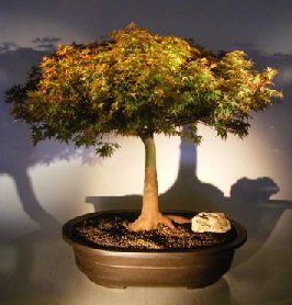 Dwarf Japanese Maple Bonsai Tree<br><i>(acer palmatum 