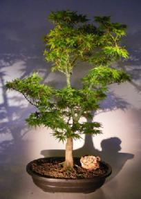 Dwarf Japanese Green Maple<br><i>(mikawa yatsubusa)</i><br>