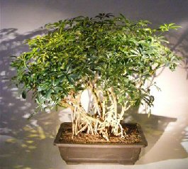 Hawaiian Umbrella Bonsai Tree<br>Variegated Banyan Style<br><i>(arboricola schefflera)</i>