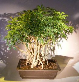 Hawaiian Umbrella Bonsai Tree<br><i></i>Banyan Style<br><i></i>(arboricola schfflera)