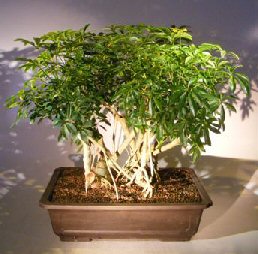 Hawaiian Umbrella Bonsai Tree<br><i></i>Banyan Style<br><i></i>(arboricola schfflera)