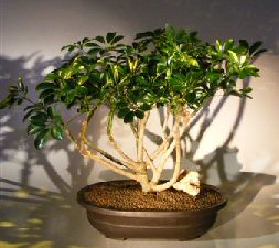 Hawaiian Umbrella Bonsai Tree<br><i></i>(arboricola schfflera)