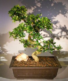 Flowering Fukien Tea Bonsai Tree<br>Curved Trunk & Tiered Branching Style<br><i></i>(ehretia microphylla)