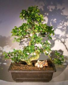 Flowering Fukien Tea Bonsai Tree<br>Curved Trunk & Tiered Branching Style<br><i>(ehretia microphylla)</i>