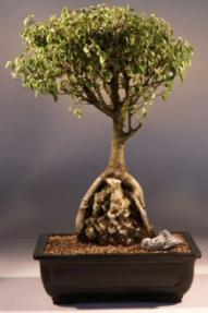 Ficus Too Little<br>Root Over Rock<br><i>(ficus benjamina 'too little')</i>