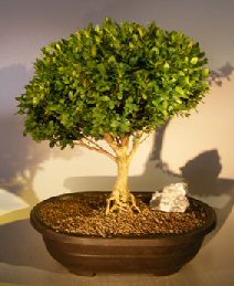 English Boxwood<br>With Exposed Roots<br><i>(buxus semperuirens)</i>